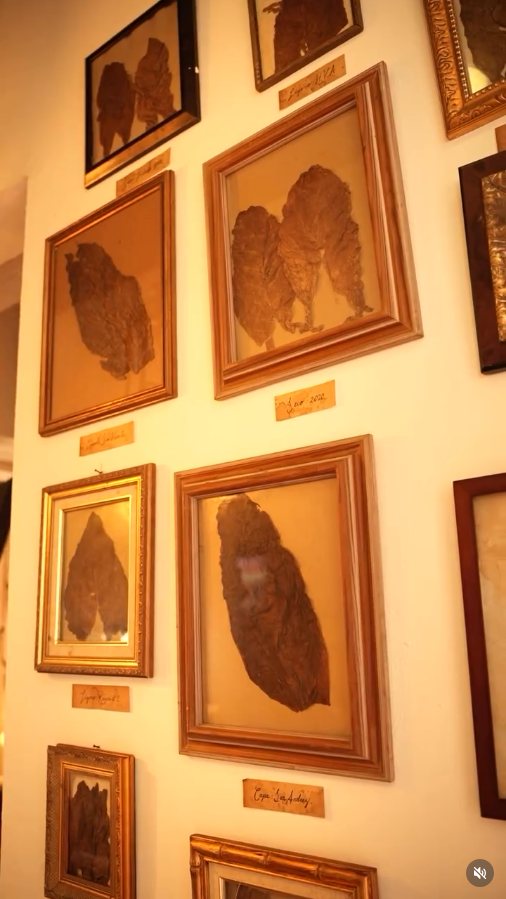 Pared de hojas de tabaco en Mercedes Reyes